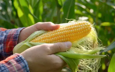 What is a “Corn Ladder” w/ Michigan Sweet Corn Recipes